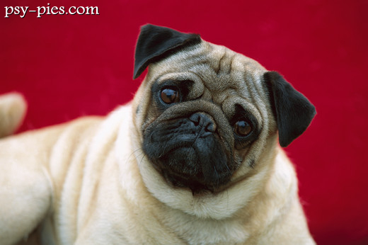 Kufa psa Mops.