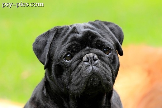 Mops czarny