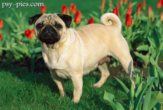 Mops
