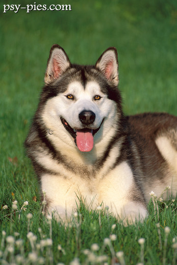 Alaskan malamute