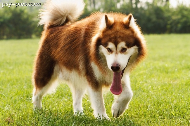 Pies Alaskan malamute