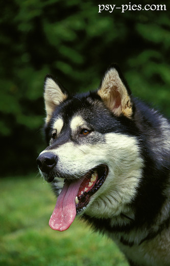 Kufa psa Alaskan malamute