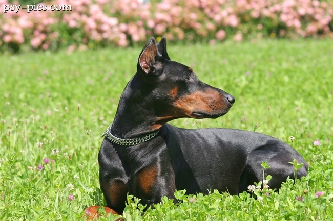 Pies doberman czujnie obserwujący otoczenie