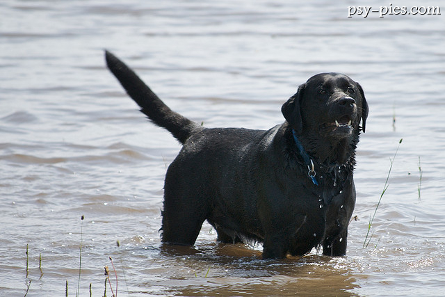 Labrador czarny