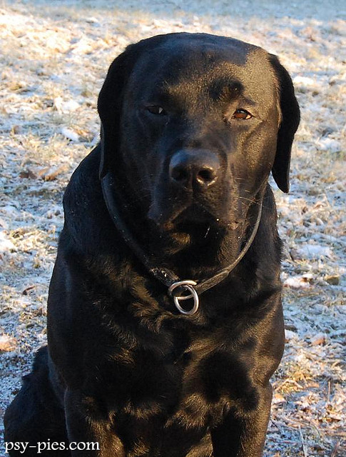 Labrador retriever czarny