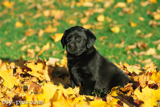 Labrador czarny