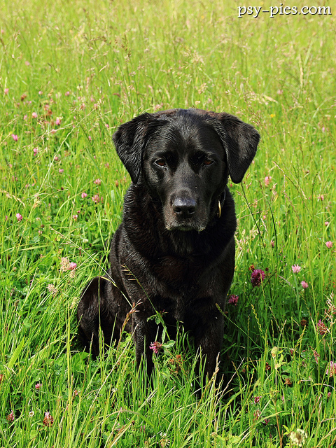 Labrador retriever czarny