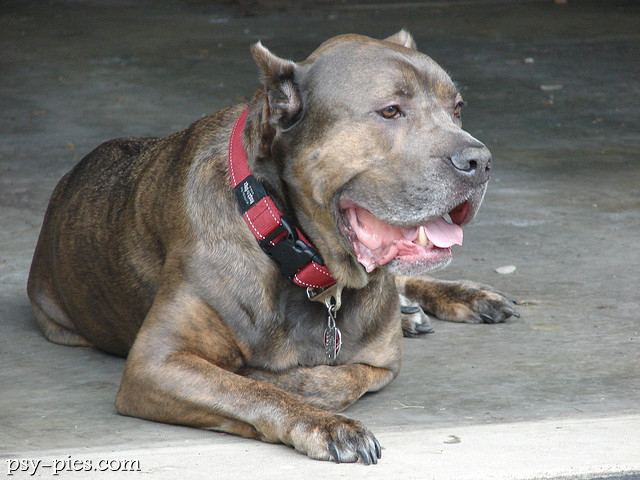Cane corso