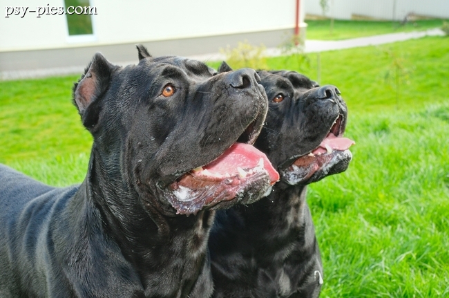 Psy Cane corso