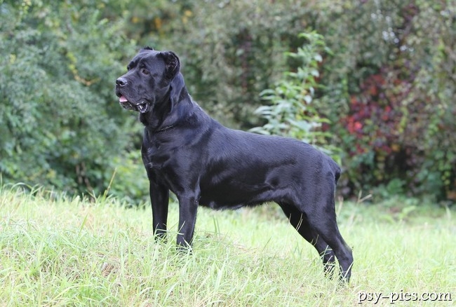 Cane corso