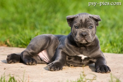 Szczeniak Cane corso