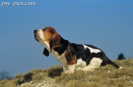Szczeniak Basset hound