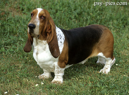 Basset hound