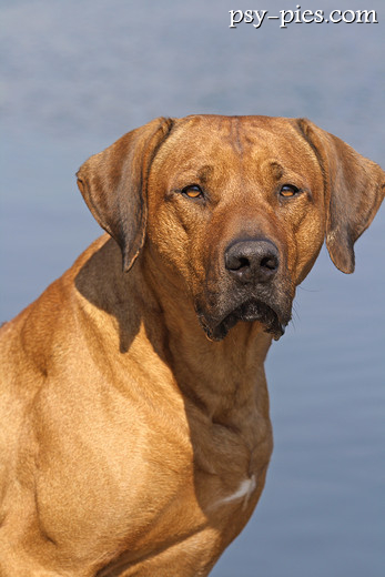 Pies rhodesian ridgeback w ruchu