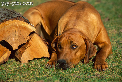 Portret ridgebacka z ciemnym nosem