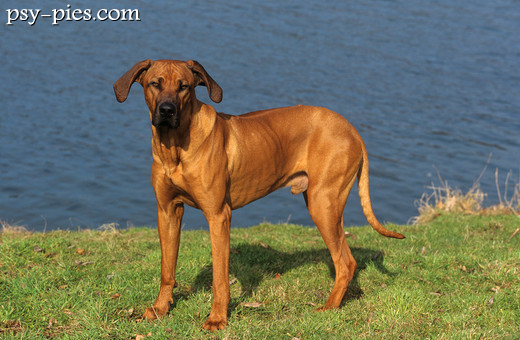 Rhodesian w pozycji wystawowej
