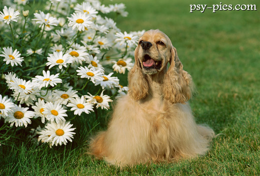 American cocker spaniel stojący w pozycji wystawowej