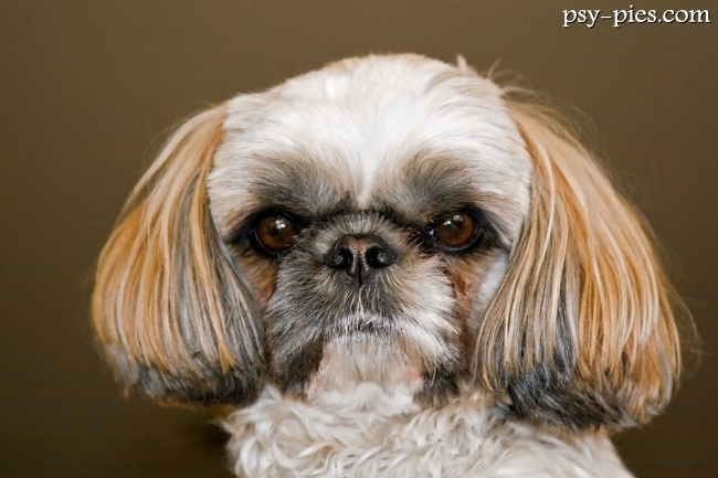 Shih tzu stojący bokiem, prostokątna sylwetka
