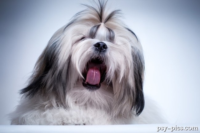 Shih tzu z ogonem noszonym nad grzbietem