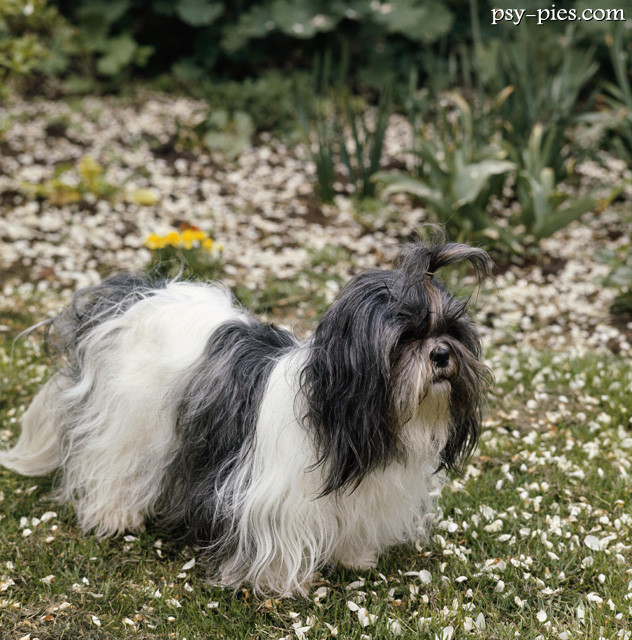 Piesek shih tzu na kolanach opiekuna