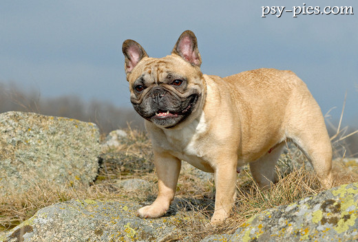 Buldog francuski