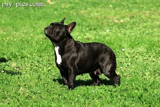 Buldog francuski