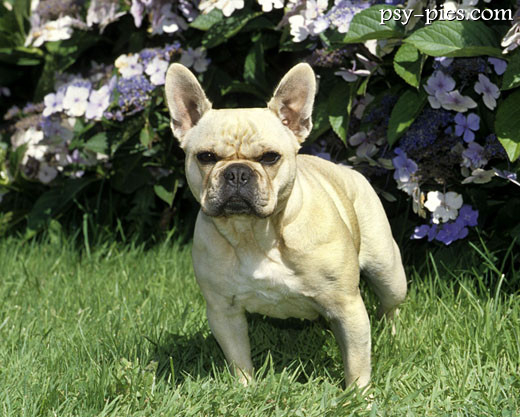 Buldog francuski