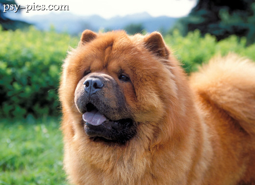 Chow chow