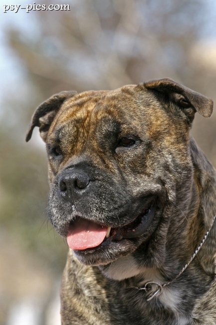 Dog z Majorki