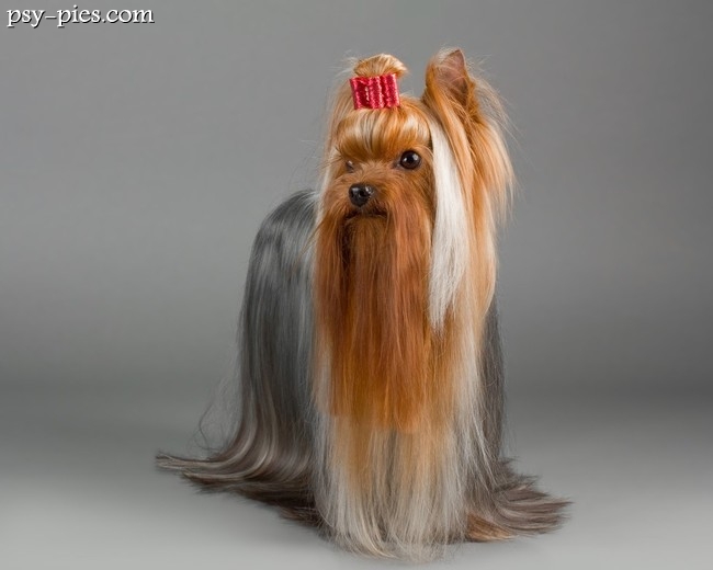 Pies rasy yorkshire terrier leżący na kocu