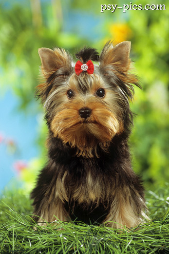 Dorosły yorkshire terrier w strzyżeniu