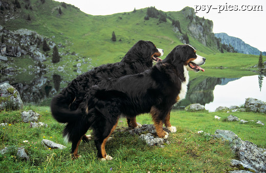 Dwa psy - Berneński pies pasterski