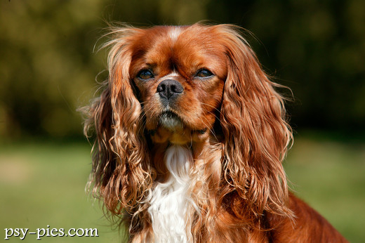 Cavalier king Charles spaniel