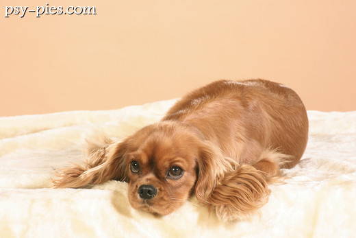 Szczeniak Cavalier king Charlses spaniel