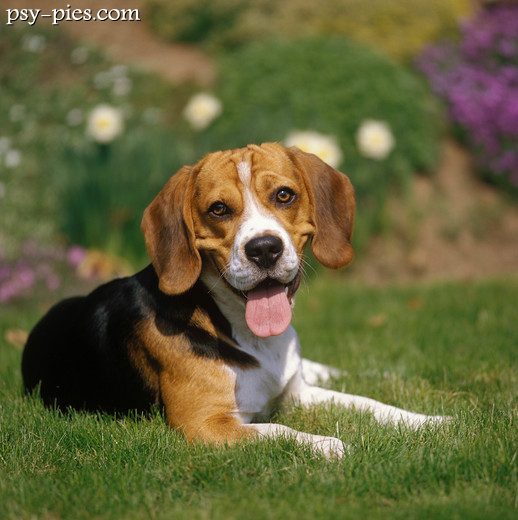 Piesek beagle o łagodnym spojrzeniu