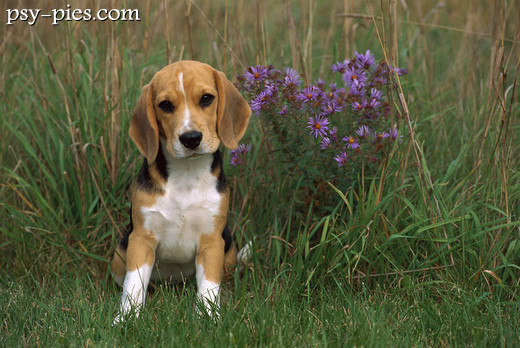 Mały szczeniak beagle