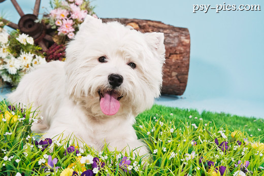 Wytrymowany west highland white terrier podczas sesji zdjęciowej