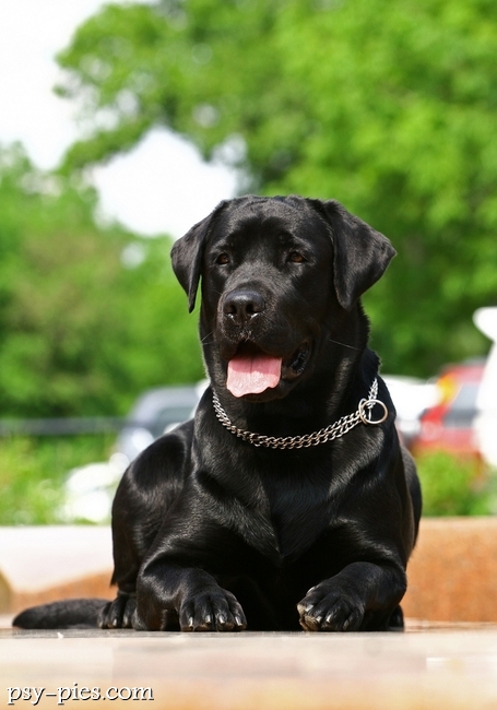 Labrador czarny