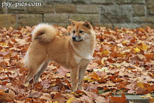 Shiba inu i jesienne liście