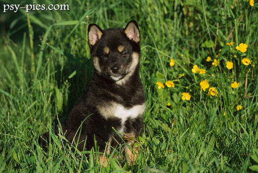 Szczeniak Shiba inu