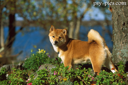 Shiba inu na spacerze