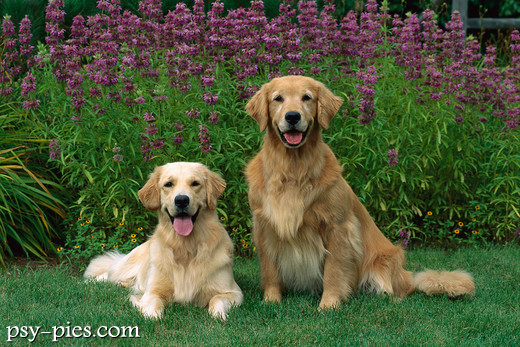 Golden retrievery odpoczywające po kąpieli w jeziorze