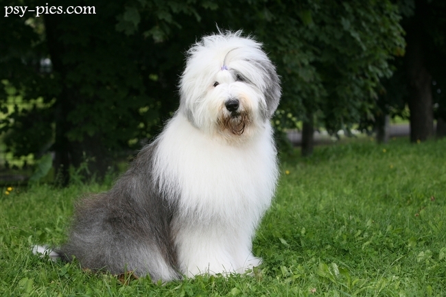 Owczarek staroangielski - Bobtail