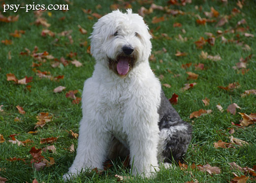 Szczeniak Bobtail