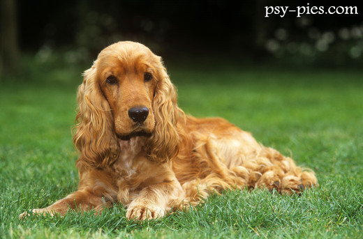Cocker spaniel angielski