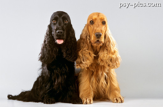 Cocker spaniel angielski