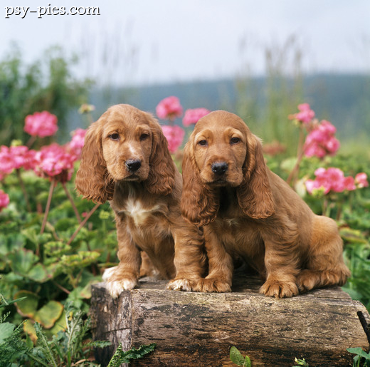 Cocker spaniel angielski