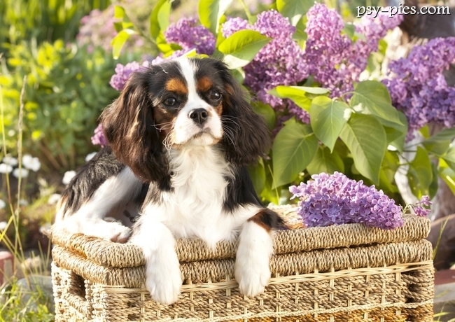 Cavalier