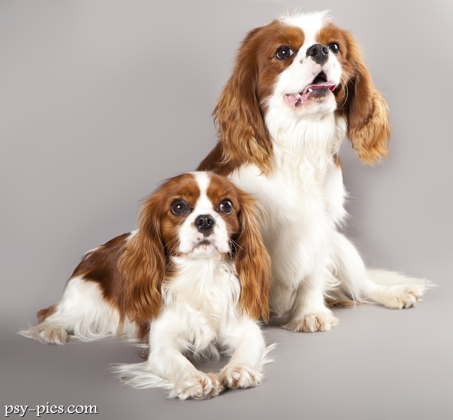 Cavalier king charles spaniel