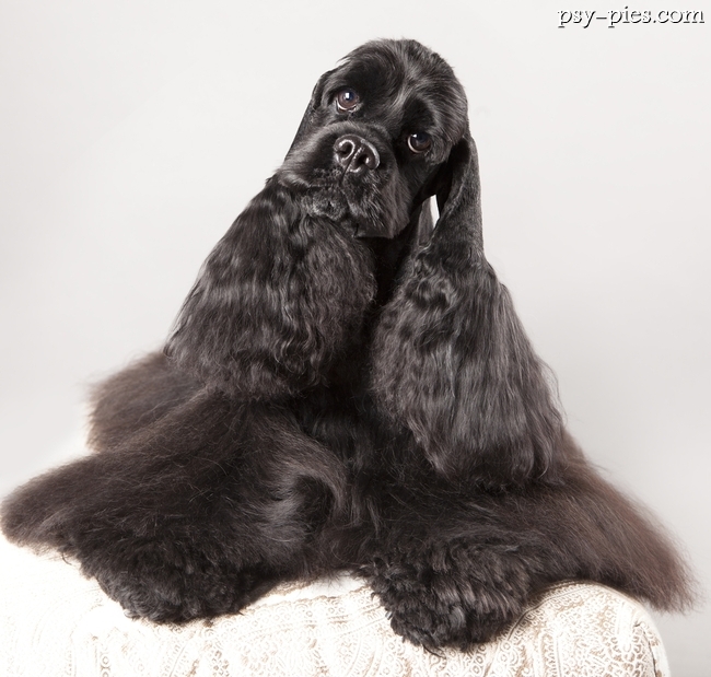 Spaniel amerykański